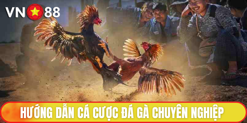 Đá Gà VN88 - Đấu Trường Chọi Kê Lừng Danh, Uy Tín Hàng Đầu 4 Quy trình cá cược đá gà chuyên nghiệp cho tân binh