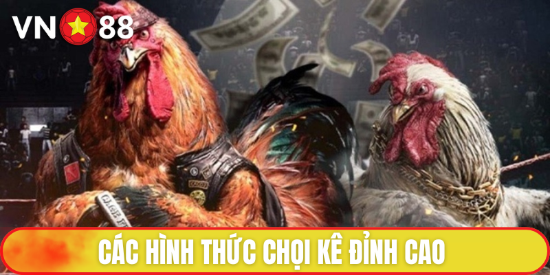 Đá Gà VN88 - Đấu Trường Chọi Kê Lừng Danh, Uy Tín Hàng Đầu 3 Đá gà VN88 có rất nhiều loại hình thi đấu ấn tượng